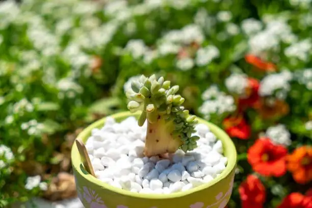 sedum rubrotinctum terracotta pot gritty mix
