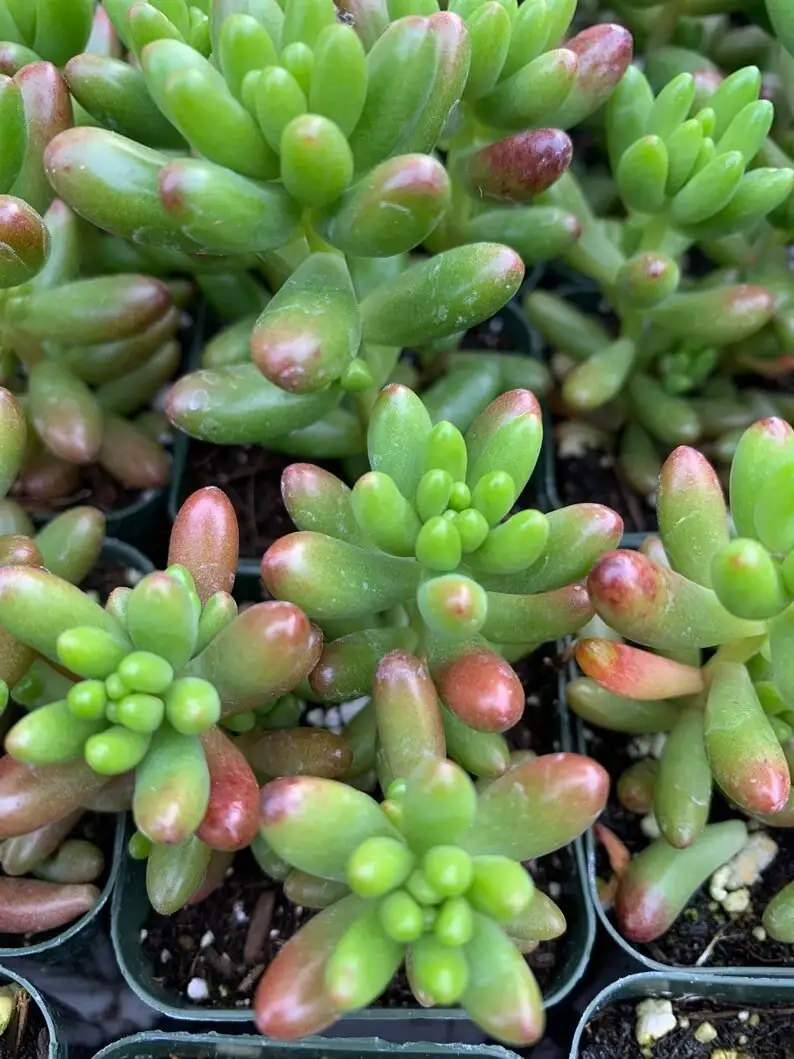 sedum rubrotinctum high shelf cat