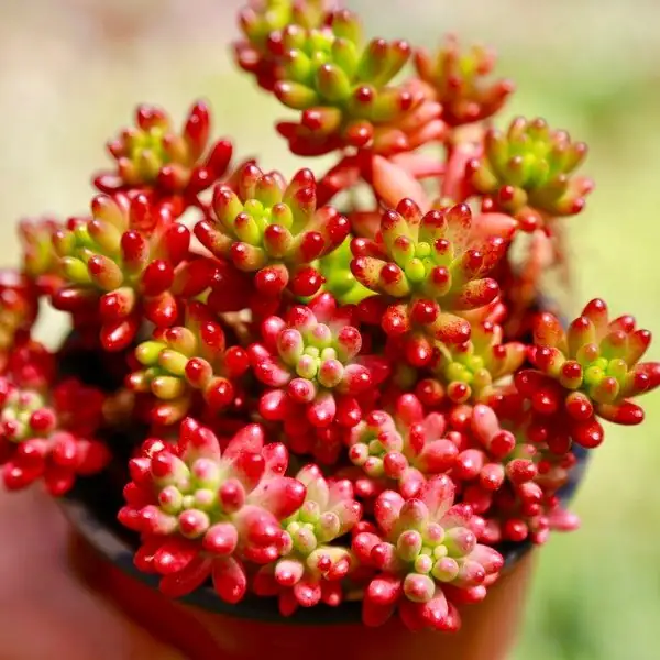 sedum rubrotinctum pot strap bracket