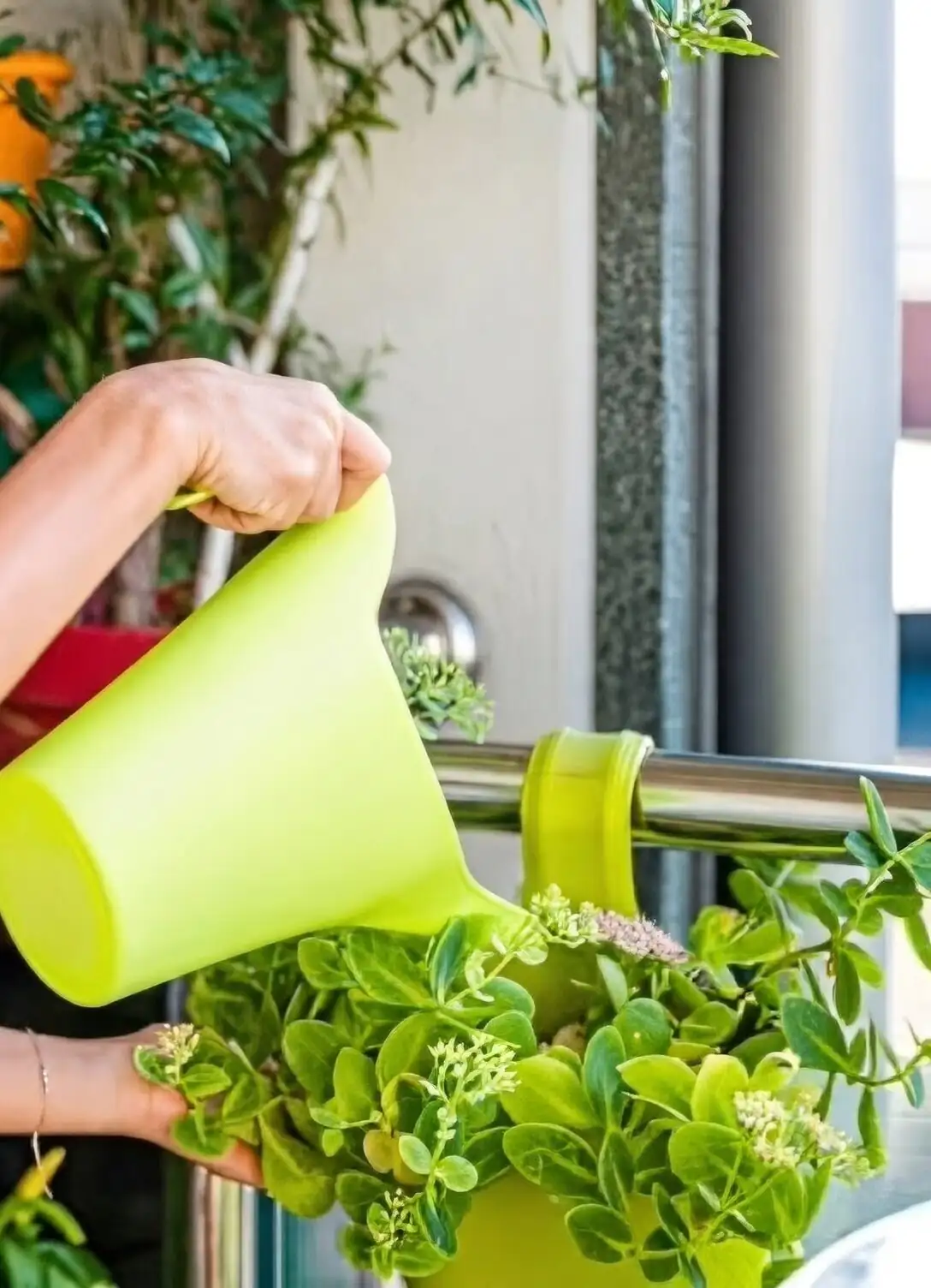 sedum rubrotinctum balcony metal rack