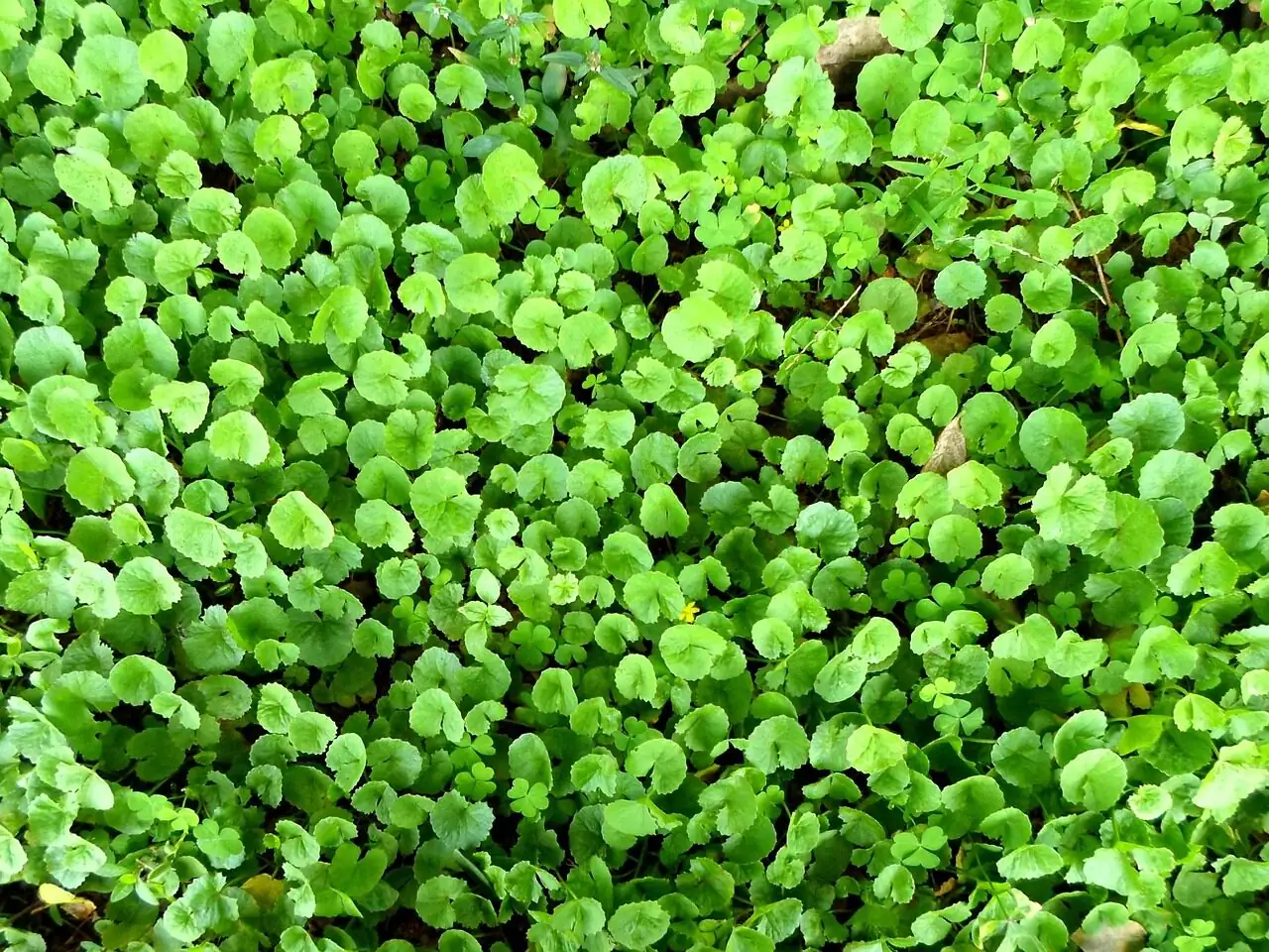 hydrocotyle pennywort bright indirect light