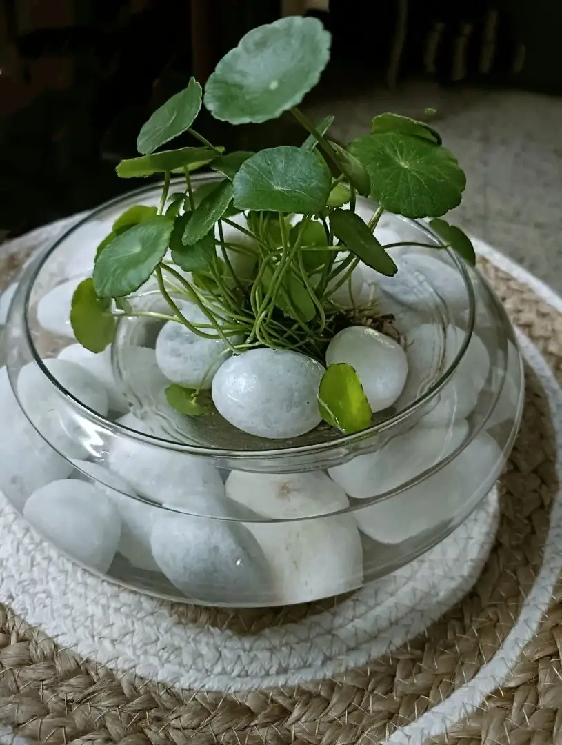 hydrocotyle pennywort water propagation glass jar