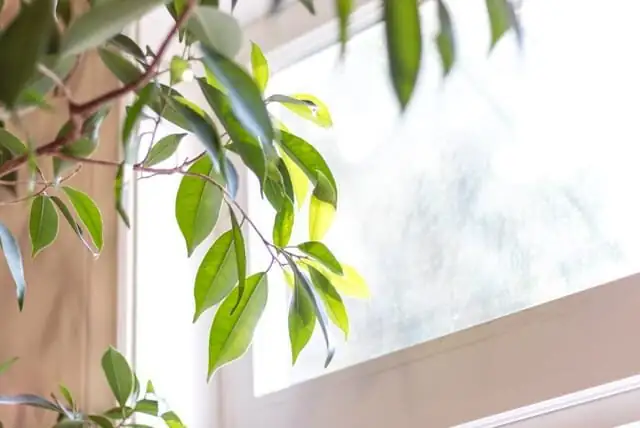 pennywort south window winter sunlight