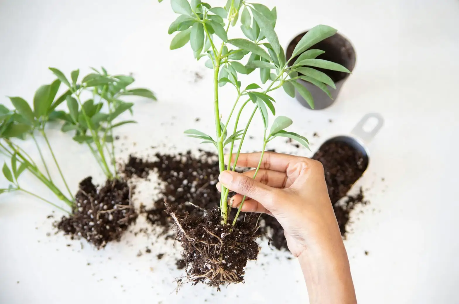 pennywort root division repotting