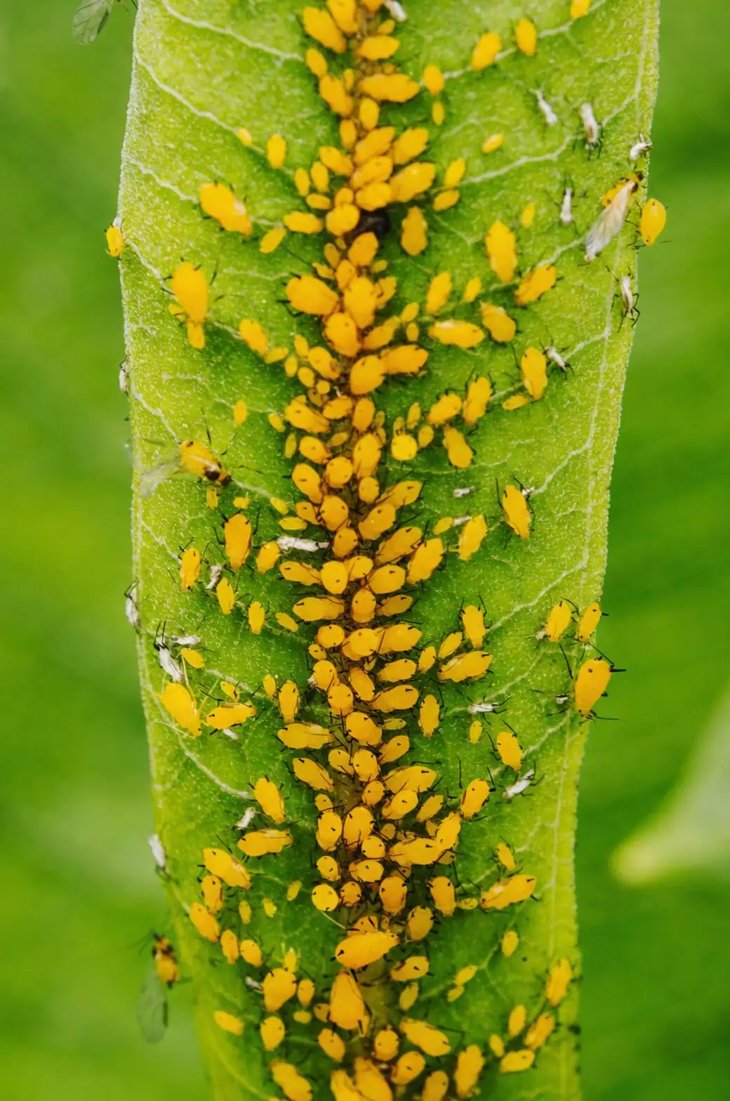 water pennywort aphids close-up