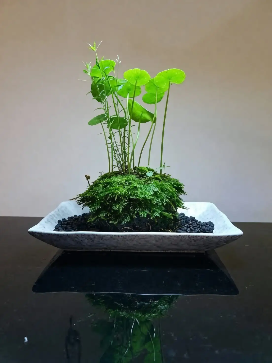 蚜虫来了别慌：铜钱草绿色除虫实战（清水冲洗到石灰水100倍液）