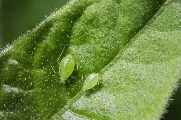 pennywort leaf aphids close-up