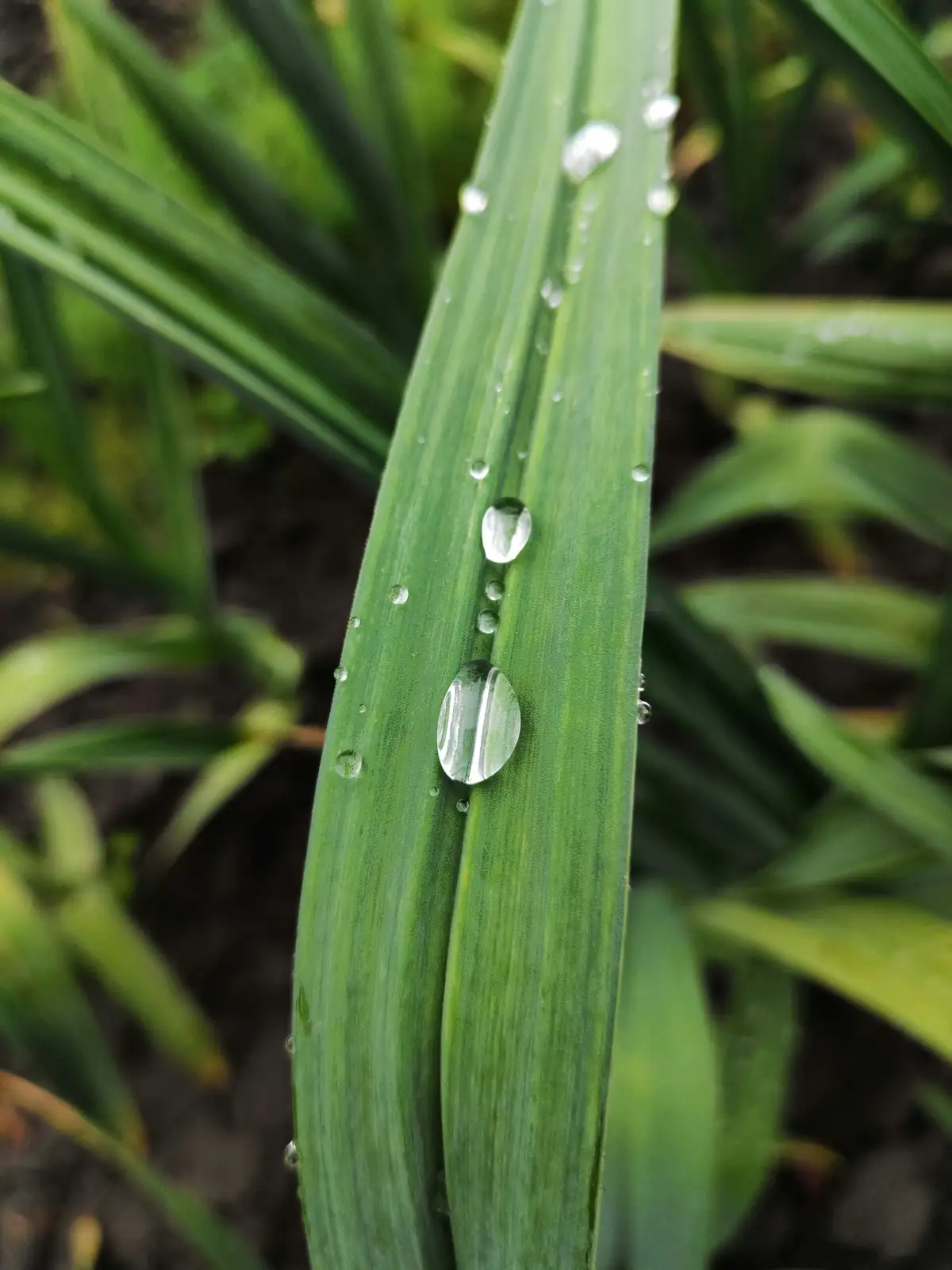 从南美湿地到窗台水景：铜钱草的旅程与生态习性