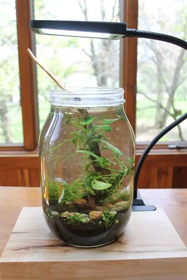 water pennywort glass jar aquascape