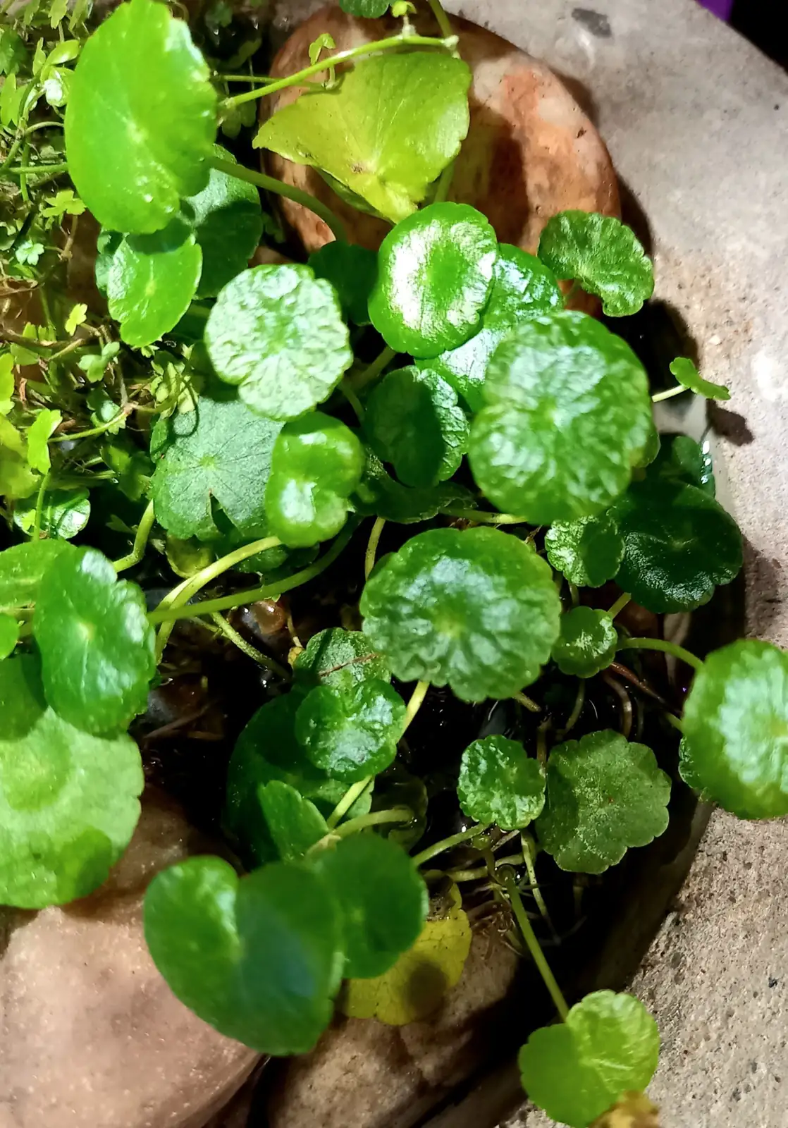 water pennywort windowsill bright light