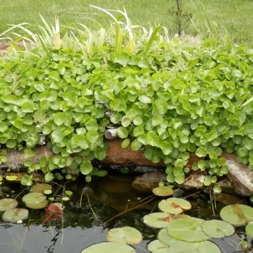 water pennywort pond edge border