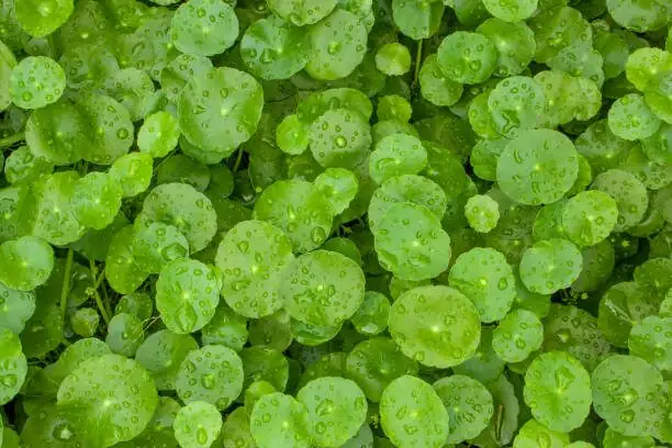 pennywort shield leaf close-up
