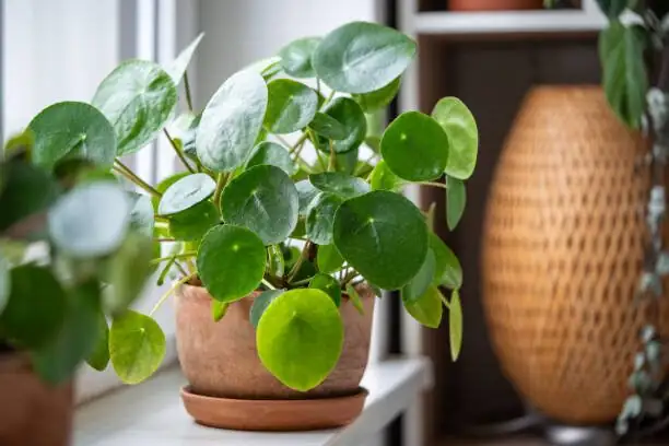 hydrocotyle pennywort glass bowl windowsill