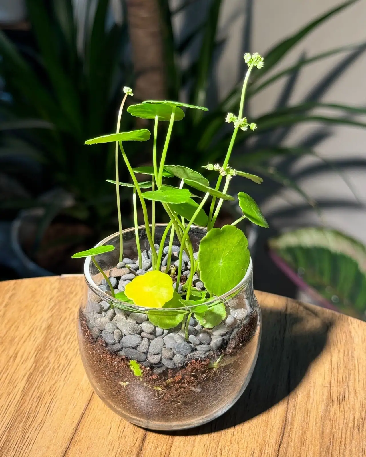 hydrocotyle pennywort desktop glass jar