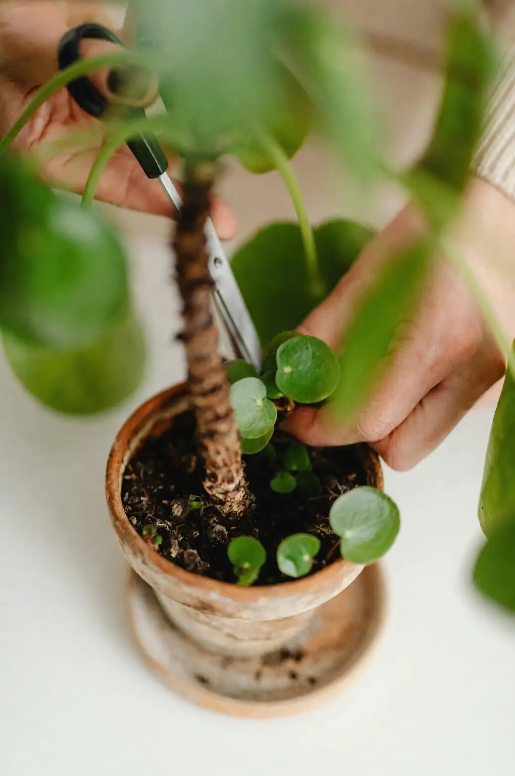 hydrocotyle pennywort pruning with scissors