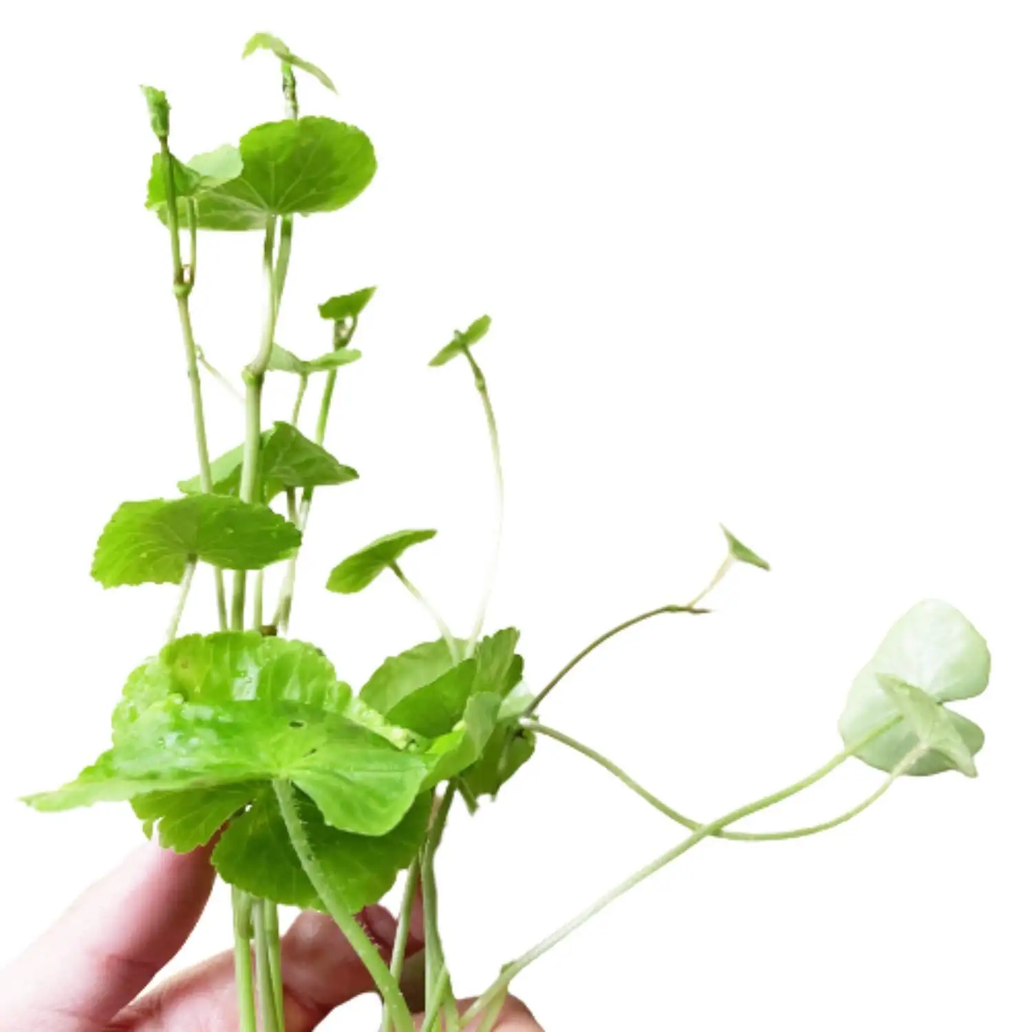 pennywort clump division hands