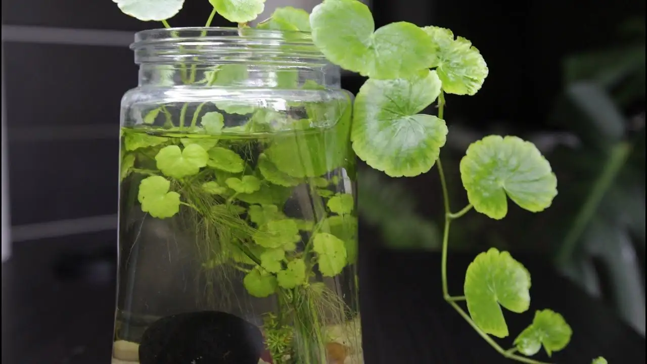pennywort water propagation glass jar
