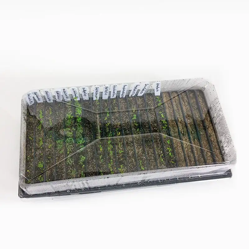 pennywort seeds germination tray