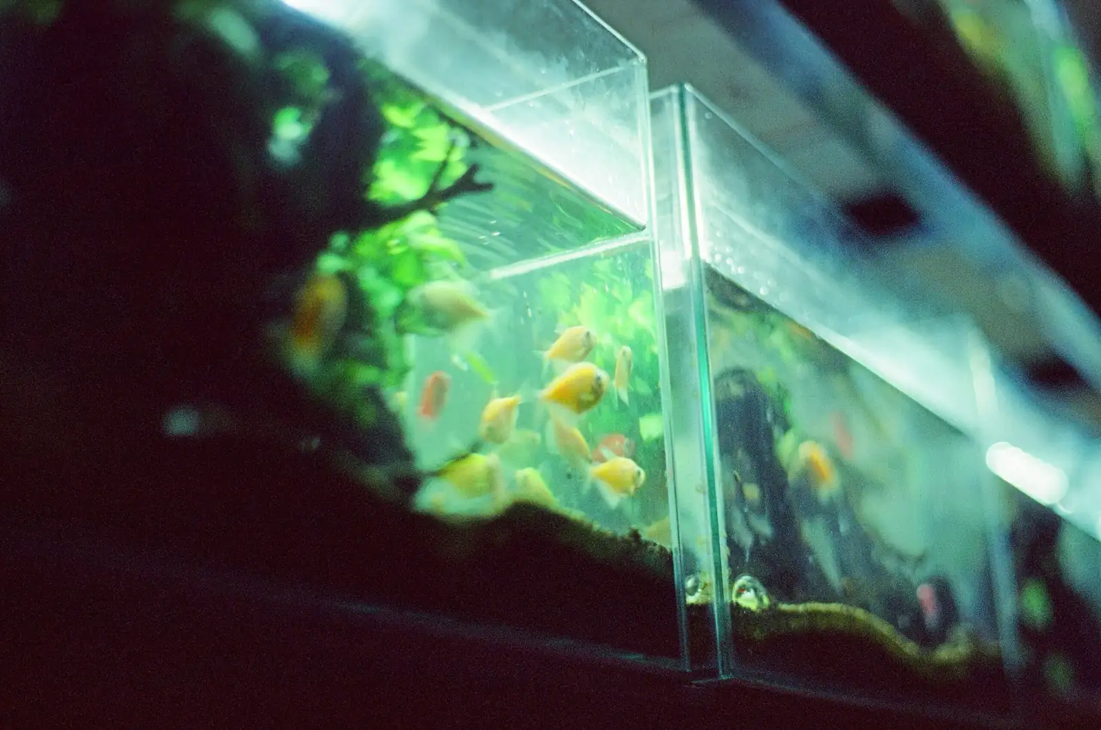 pennywort nano aquarium shallow water