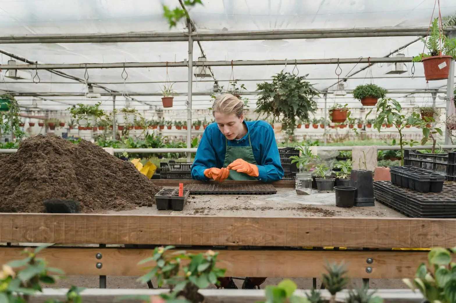 pennywort roots cleaning water propagation