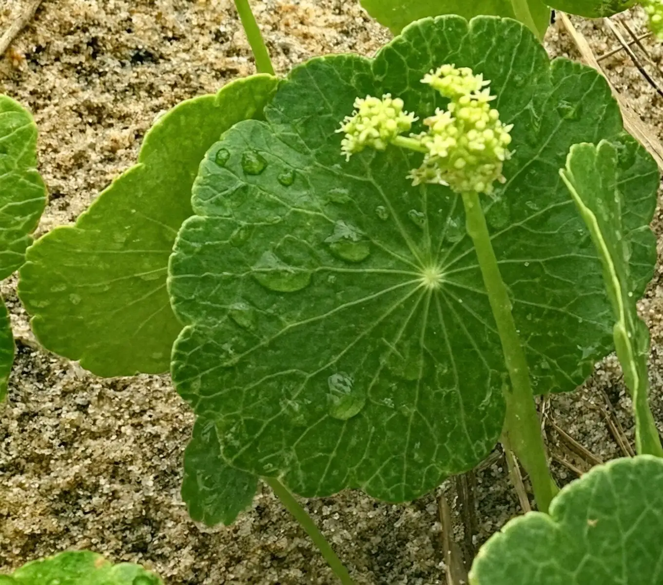 pennywort repotting division hands