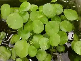 到底哪种才是“铜钱草”？Hydrocotyle umbellata、H. vulgaris与常见混名一文辨清
