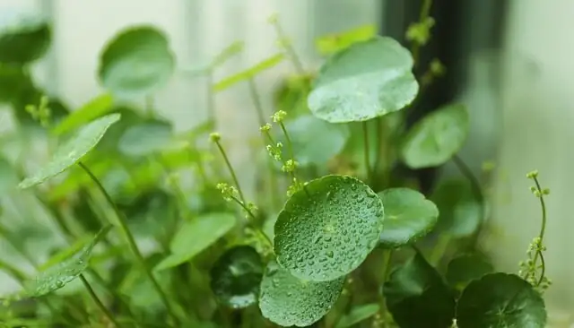 Hydrocotyle vulgaris dense pot foliage