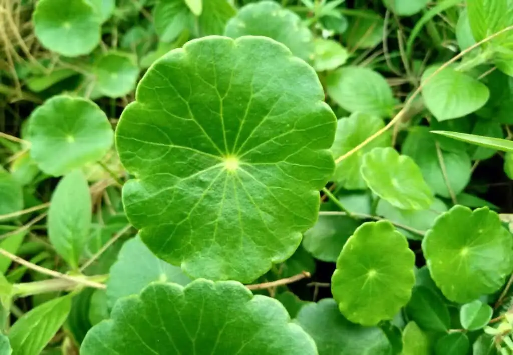 Hydrocotyle verticillata fan shaped leaves