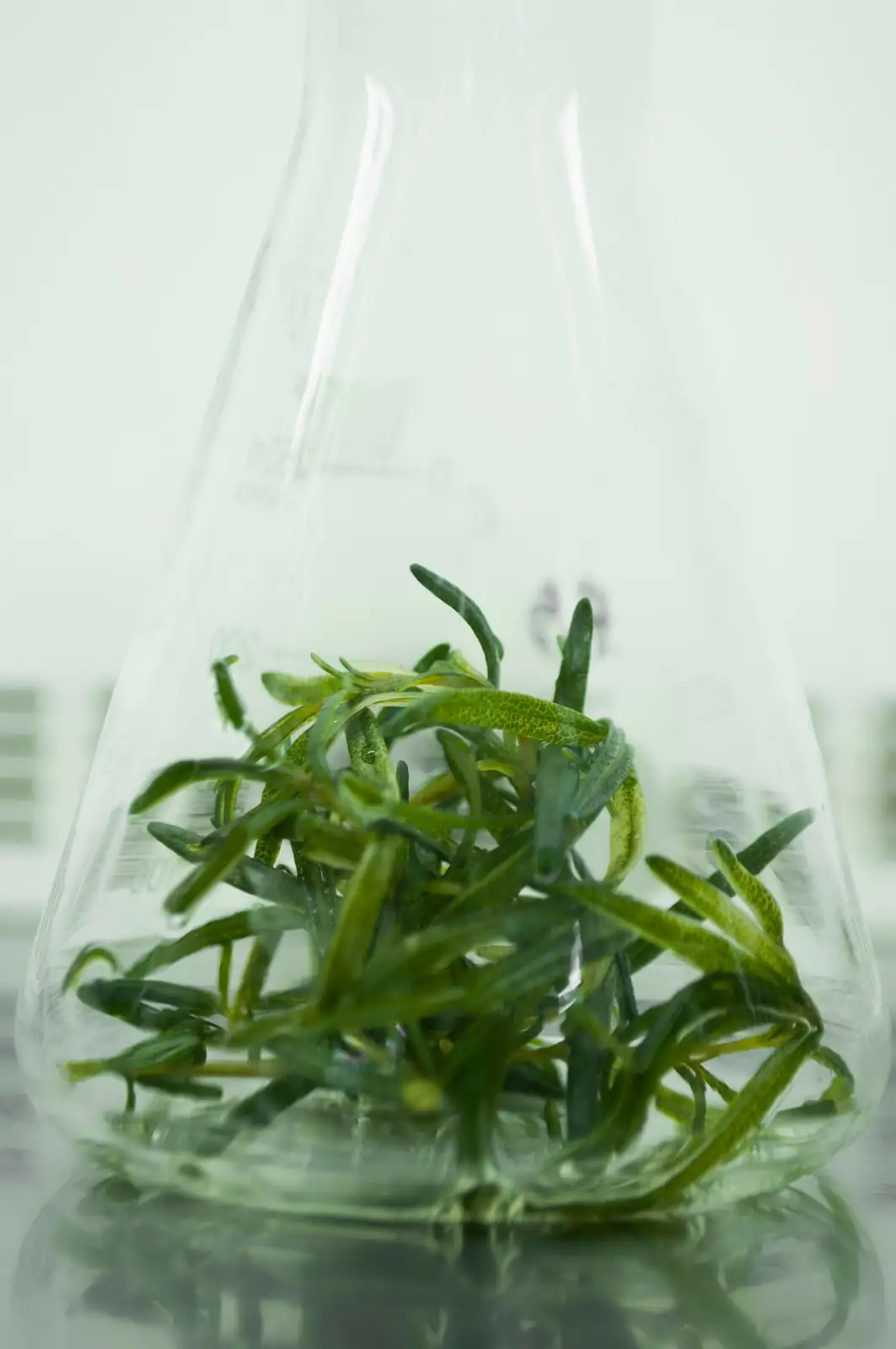 Hydrocotyle umbellata water culture jar windowsill