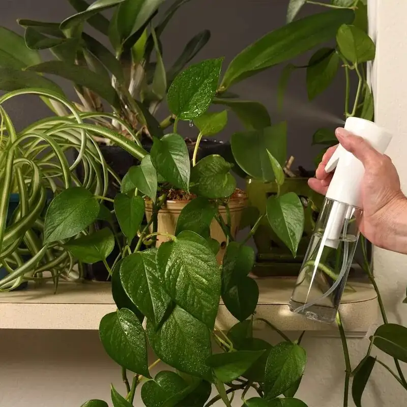 fuchsia misting leaves fine spray