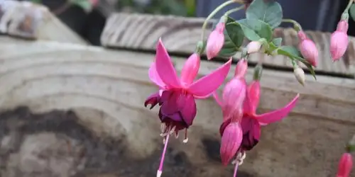 fuchsia seedling close up nursery