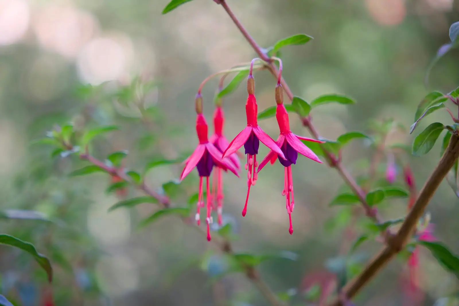 fuchsia pinching new shoots