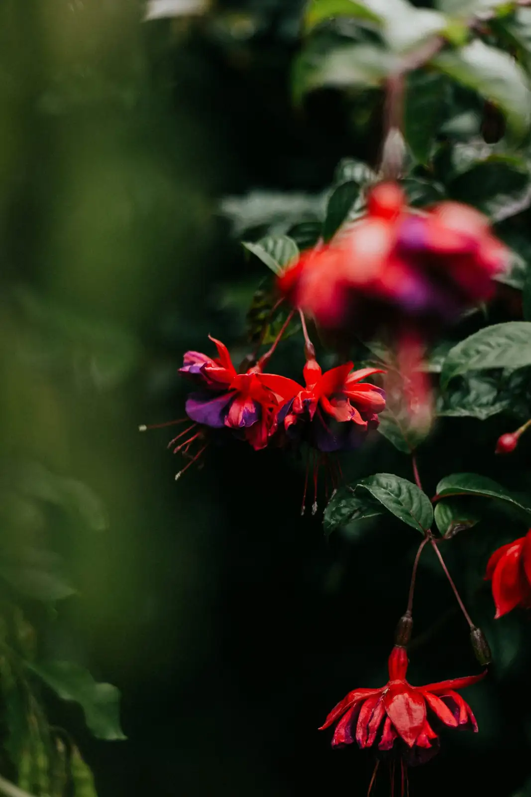 fuchsia branches tied down training