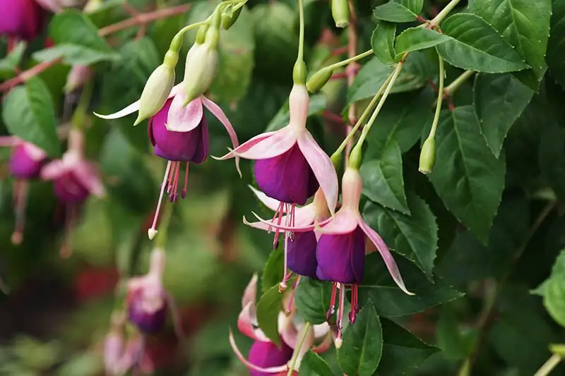fuchsia double bicolor flower close-up