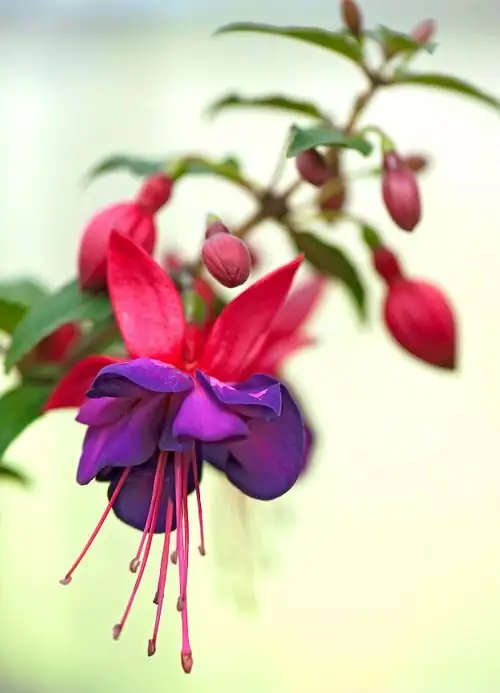 fuchsia cultivar variety display bench