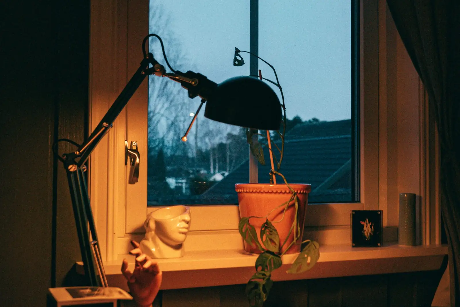 fuchsia on east window indoor