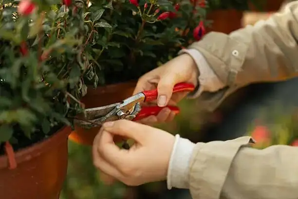 fuchsia repotting hands perlite mix