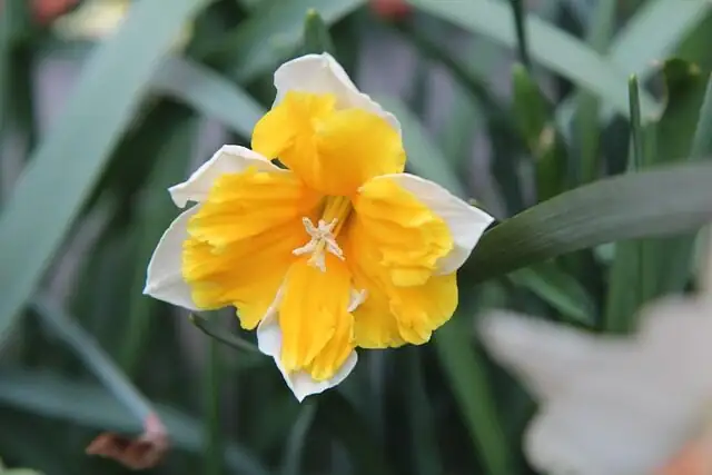 Chinese narcissus bulb selection