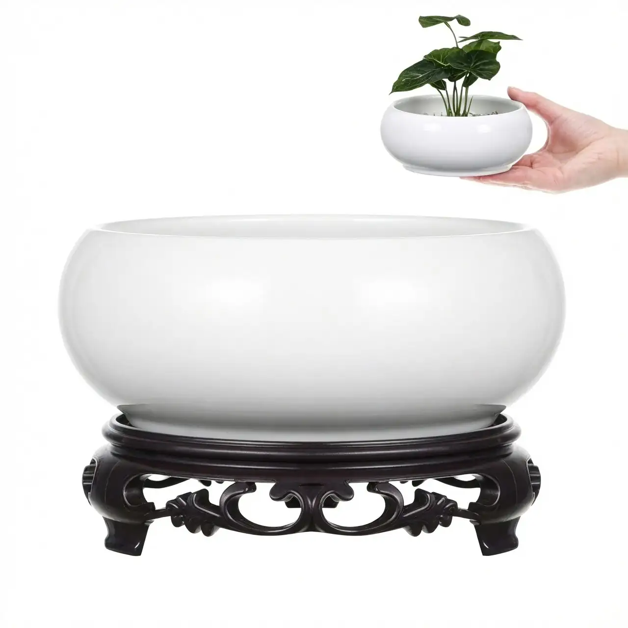 Chinese narcissus hydroponic glass bowl