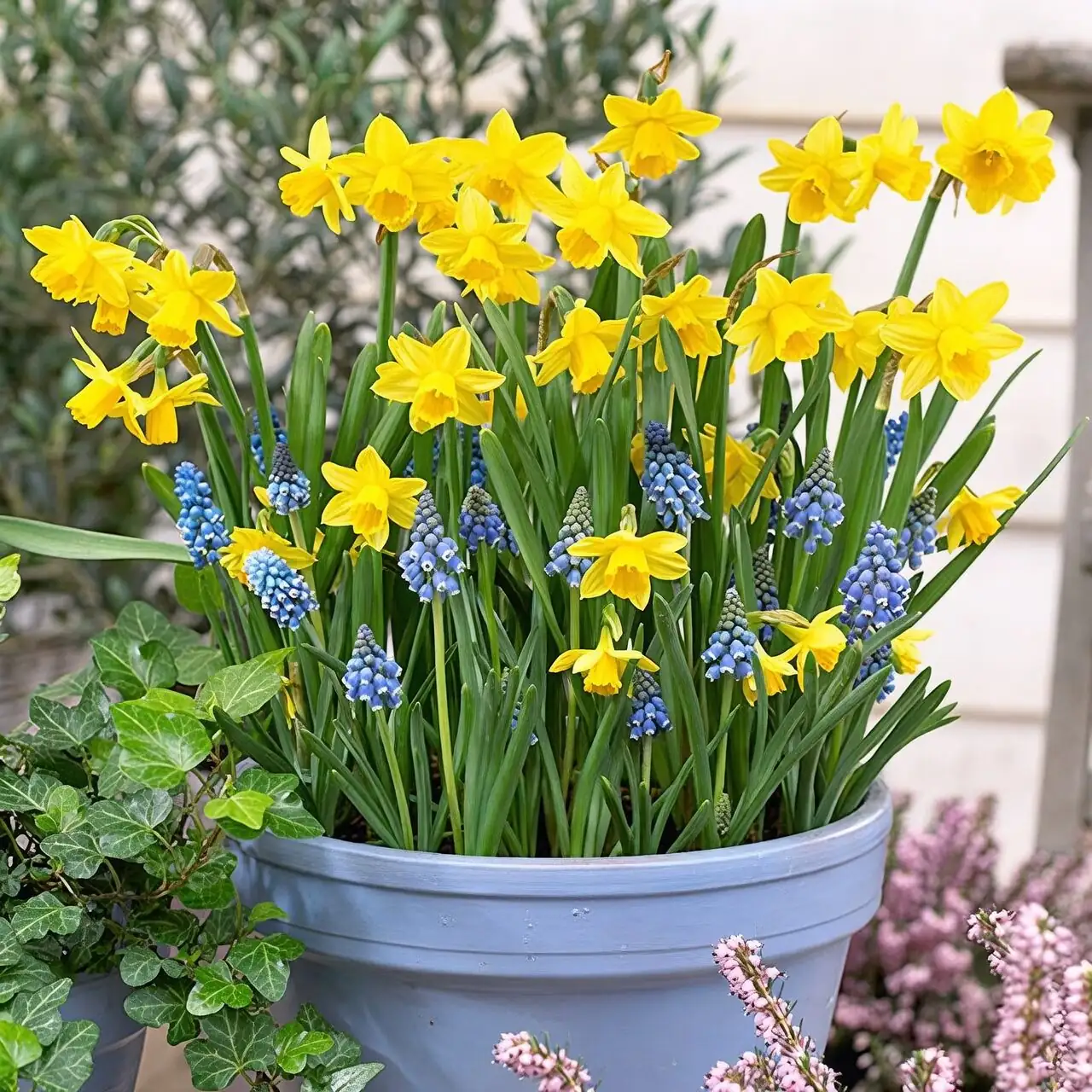 Chinese narcissus muscari pansy windowsill