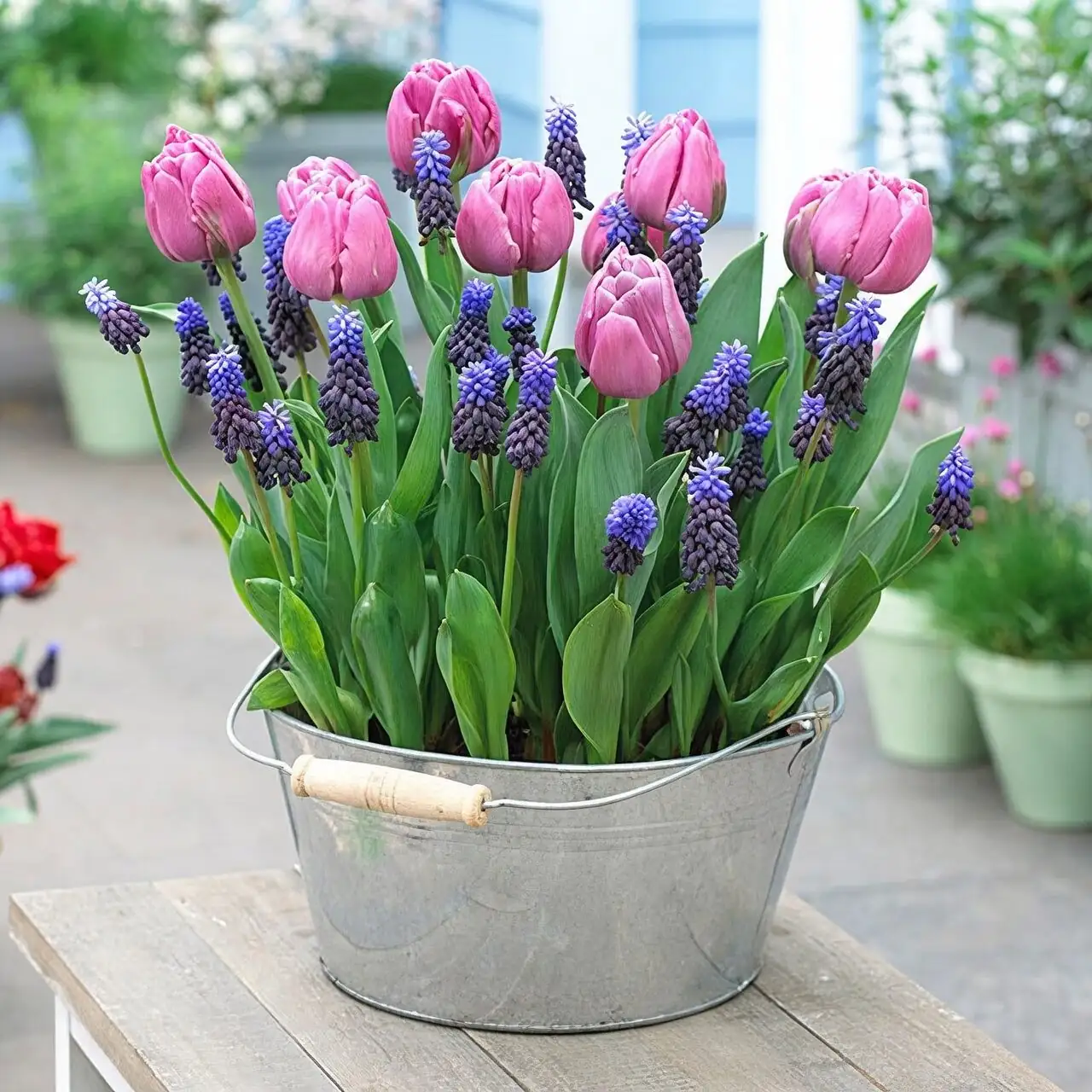 Chinese narcissus tulip muscari planter