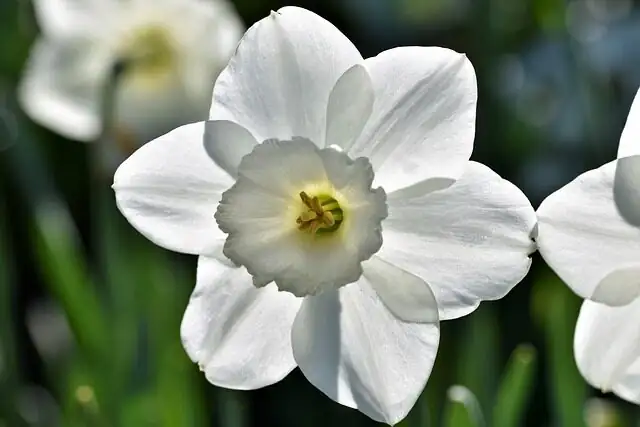 Chinese narcissus carved bulb display