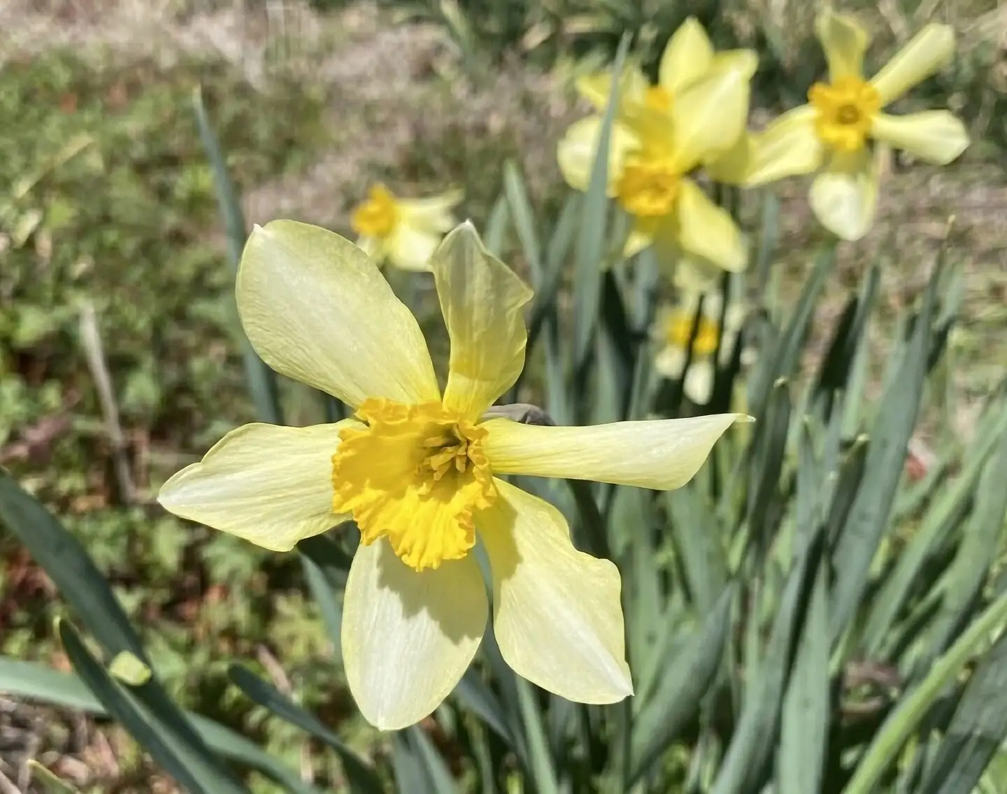 narcissus bulb cut close-up