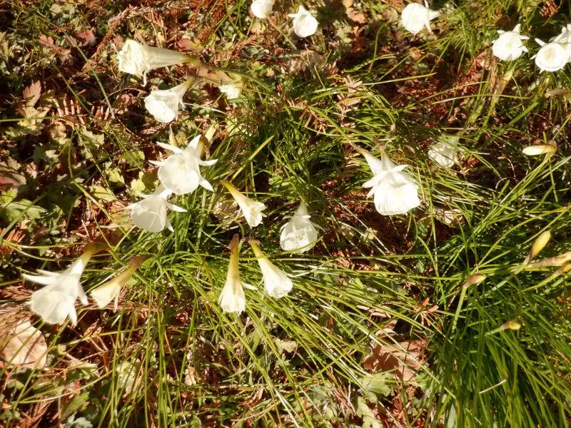 narcissus leaves vs chives