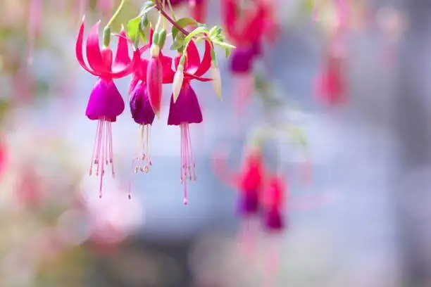 fuchsia bicolor flower close-up