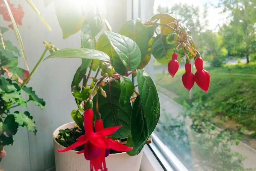 fuchsia next to apples indoors