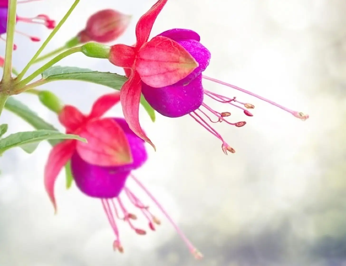 fuchsia flower close up stamens