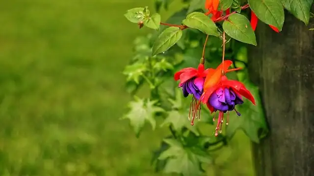 fuchsia deadheading hands