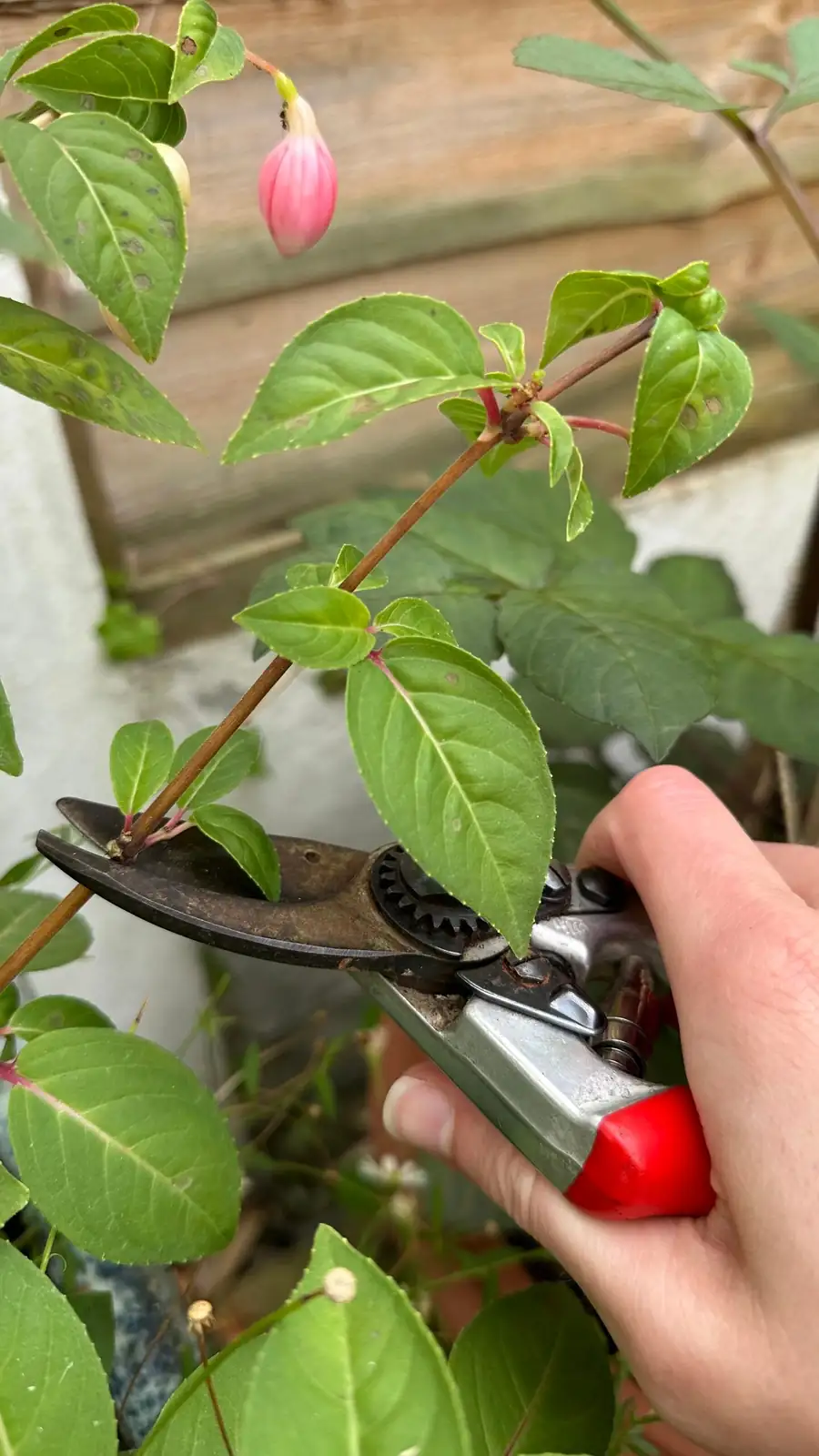fuchsia summer pruning shears