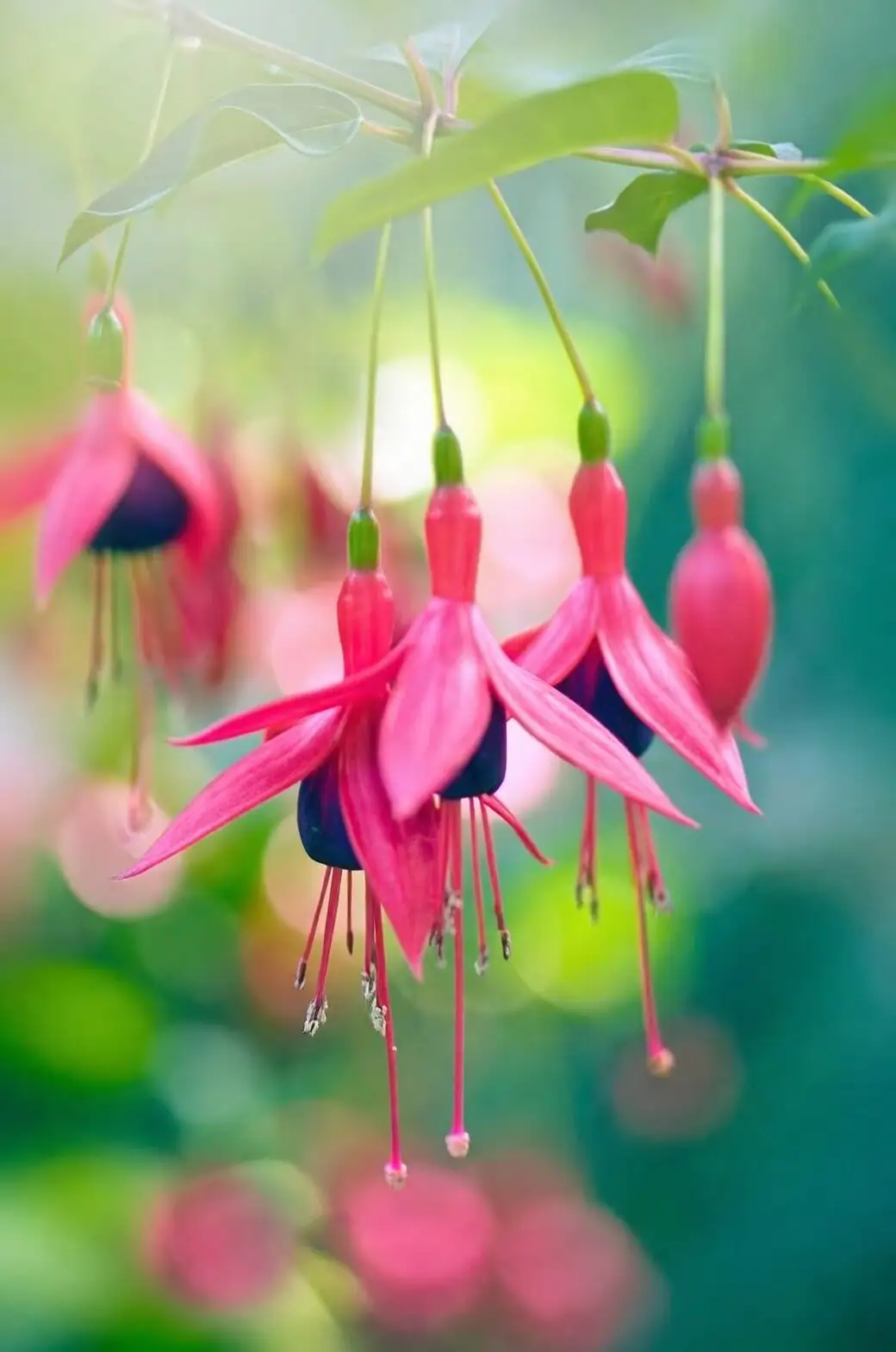fuchsia bell-shaped flowers close-up